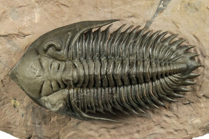 Impressive Metacanthina Trilobite - Lghaft, Morocco #244252